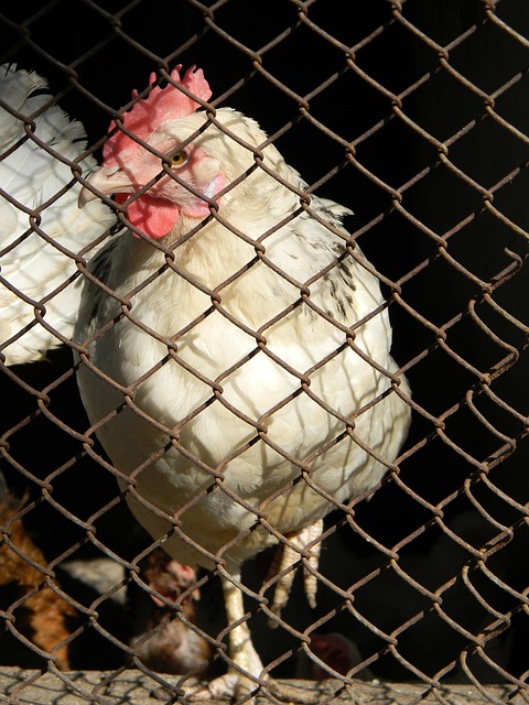 力的决定 力的决定